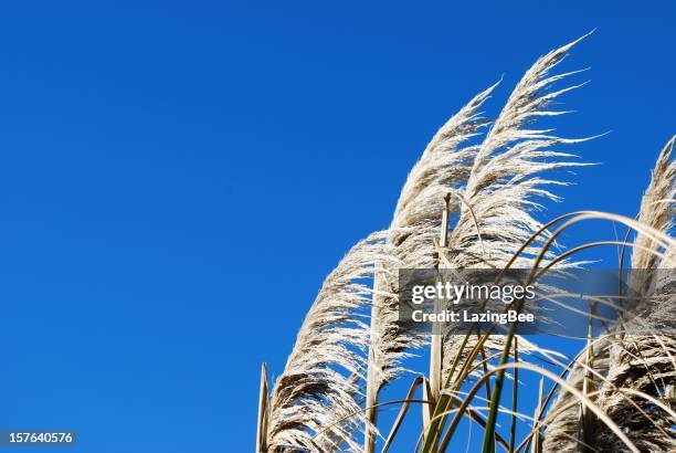 'toitoi'oder'toetoe'gras - pampa stock-fotos und bilder