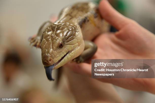 Students learn facts about the blue tongue lizard during a reptiles presentation as part of their week-long "Survivor" camp at The Houston Museum of...