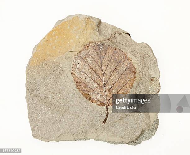 petrification of a leaf - fossil stock pictures, royalty-free photos & images