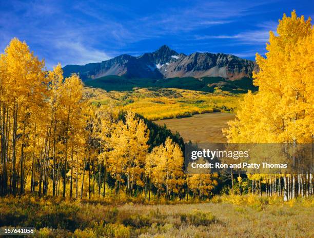 mount wilson with autumn aspen trees - rocky mountains stockfoto's en -beelden