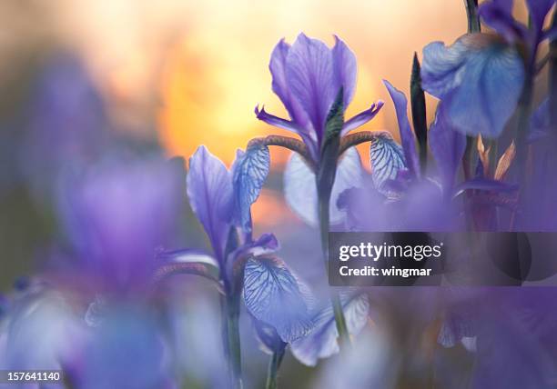 close-up of purple siberian iris with low light - iris plant stockfoto's en -beelden