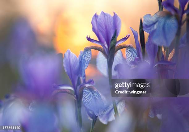 close-up of purple siberian iris with low light - iris plant stock pictures, royalty-free photos & images