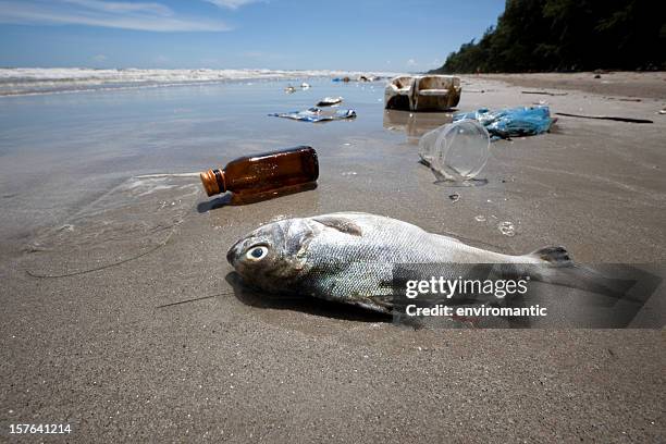 dead fish on a beach surrounded by washed up garbage. - dead stockfoto's en -beelden