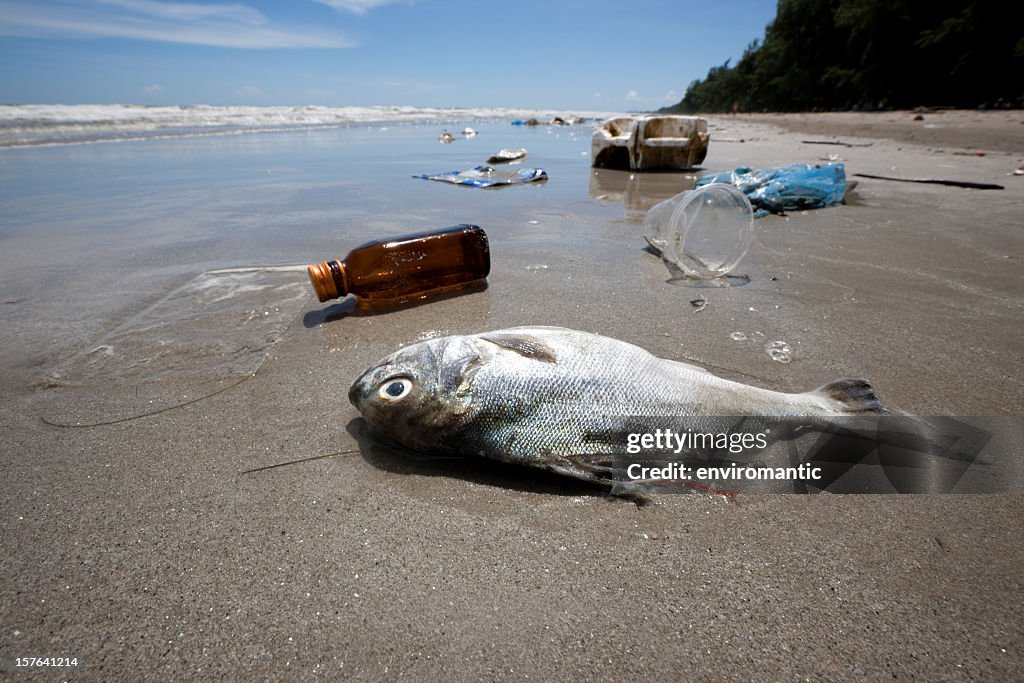 Dead fish on a beach surrounded by washed up garbage.