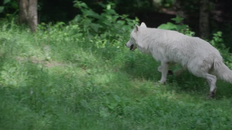 Wolves Parvo 37 Canine Parvovirus Stock Videos, Footage, & 4K Video Clips - Getty Images