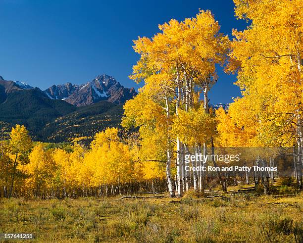 mount sneffels with autumn aspen trees - berg mount aspen stockfoto's en -beelden
