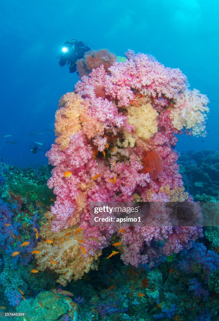 Huge Coral outcrop