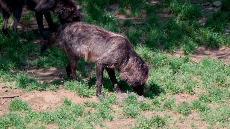 Wolves Parvo 37 Canine Parvovirus Stock Videos, Footage, & 4K Video Clips - Getty Images