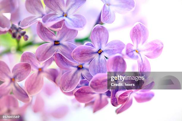 isolated purple lilac on what background - lilac bush stock pictures, royalty-free photos & images