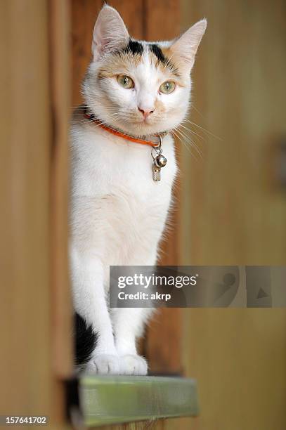 female cat - cat with collar stockfoto's en -beelden
