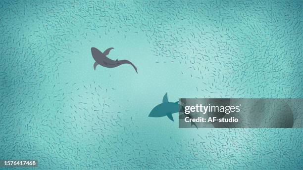 sharks in a shoal of fish - school of fish stock illustrations