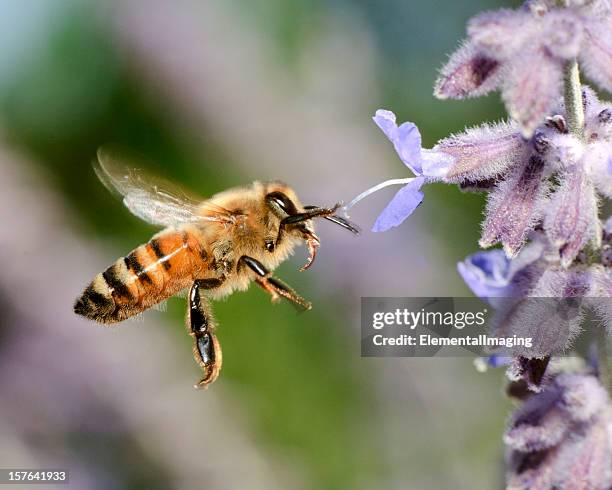 macro flying honey bee (apis mellifera) landing on purple flowers - wild wing stock pictures, royalty-free photos & images