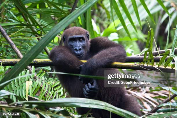 westlicher flachlandgorilla sitzt in einem palmtree - gabon stock-fotos und bilder