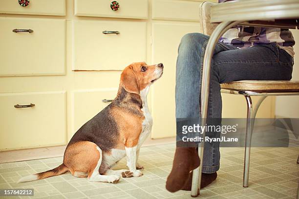 mendicidad beagle en la mesa de comedor - rogar fotografías e imágenes de stock