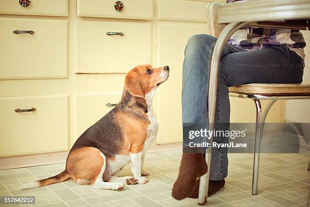 begging beagle at the dinner table - begging stockfoto's en -beelden