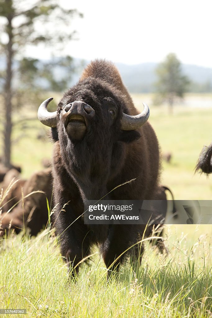 Bull Bison