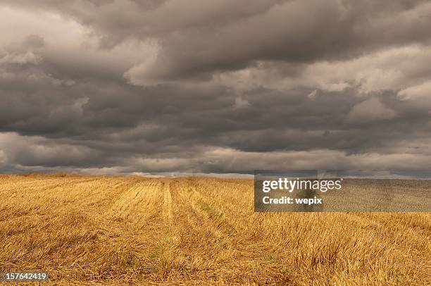 herbst golden stoppelbart field dunklen bewölkten stürmischen himmel - stoppelfeld stock-fotos und bilder