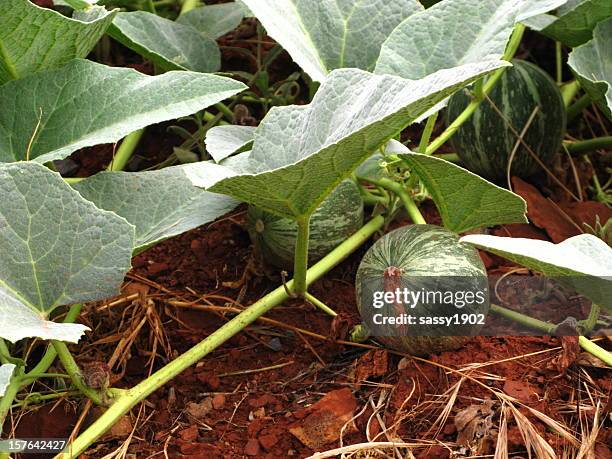 gourd plant vegetable pumpkin - winter squash stock pictures, royalty-free photos & images