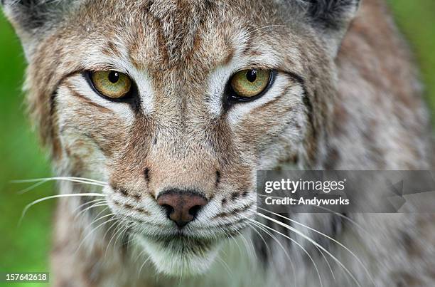 lynx close up - bobcat stock pictures, royalty-free photos & images