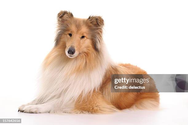 dog collie - lang haar stock pictures, royalty-free photos & images