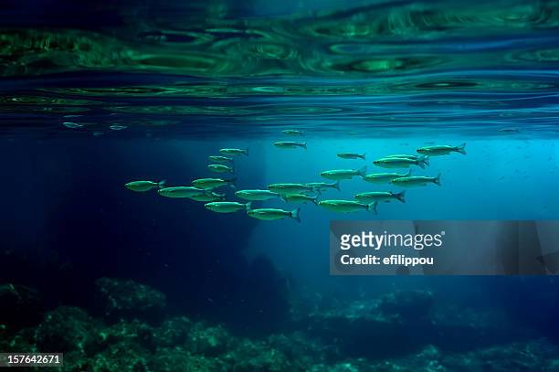 mar mediterraneo subacqueo - kos foto e immagini stock