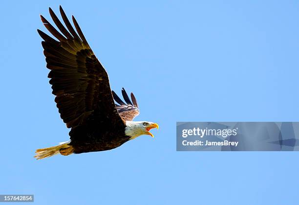 bald eagle flying free in blue sky - eagle wings spread stock pictures, royalty-free photos & images