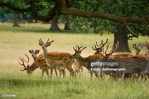 chital or axis deer herd under trees - doe foot stock pictures, royalty-free photos & images