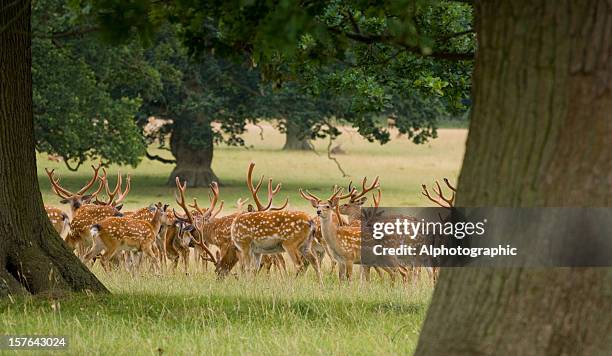 chital or axis deer herd between trees - doe foot stock pictures, royalty-free photos & images