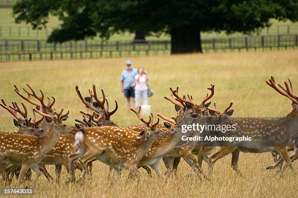 deer herd being photographed - doe foot stock pictures, royalty-free photos & images