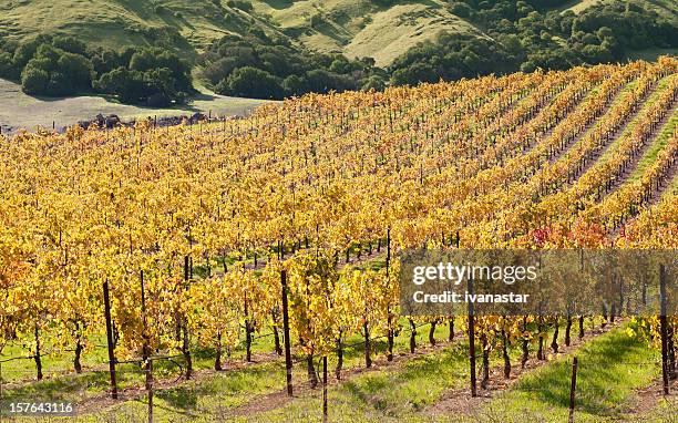 sonoma valley winery vines - chardonnay grape 個照片及圖片檔