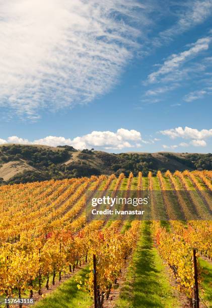 sonoma valley winery vines - sonoma county stock pictures, royalty-free photos & images