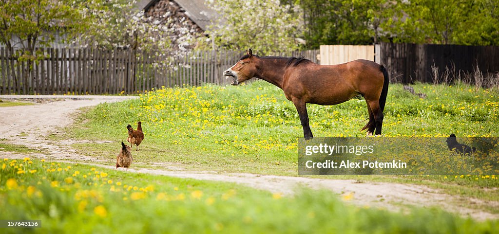 Pferd und chikens auf das Dorf street