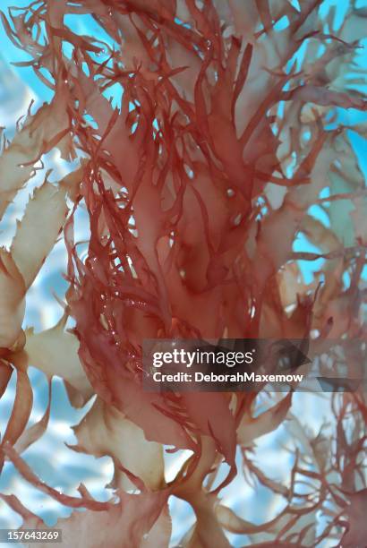 529 Algue Rouge Stock Photos, High-Res Pictures, and Images - Getty Images