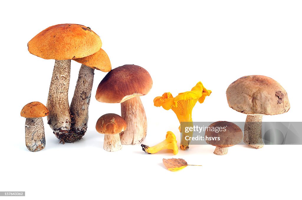 Comestíveis-Cogumelo Porcini cogumelos e muito mais
