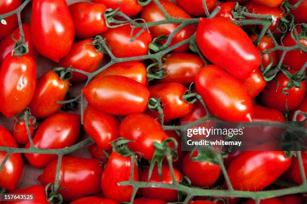 plum tomatoes on the vine - roma tomato stock pictures, royalty-free photos & images