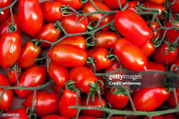 plum tomatoes on the vine - plum tomato stock pictures, royalty-free photos & images