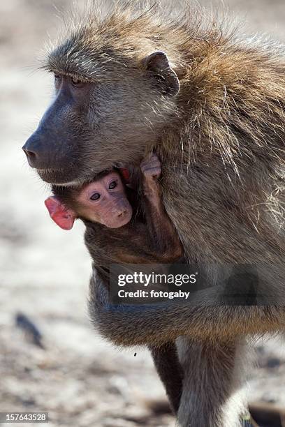 baboon with a baby - chobe national park stock pictures, royalty-free photos & images