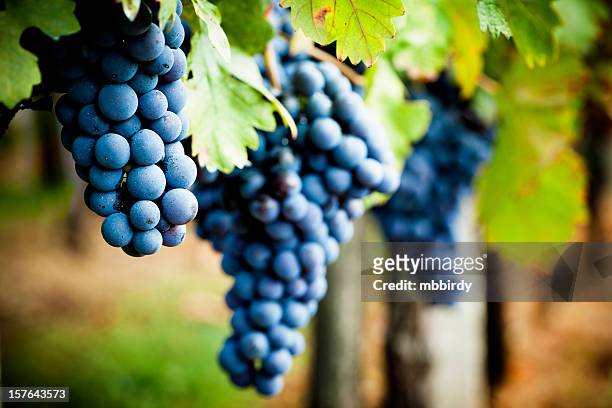 グレープバイン秋の - grape ストックフォトと画像