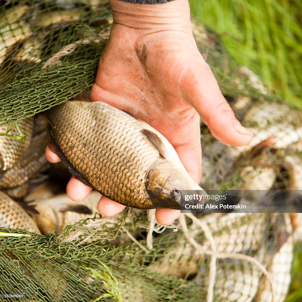 Fisherman with captured carps in the nets