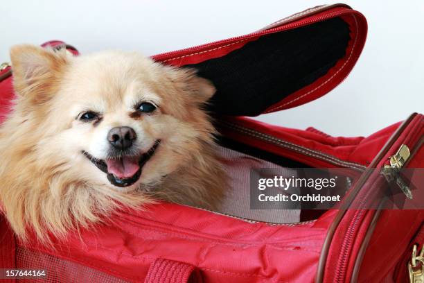 dog in pet carrier - pet carrier stock pictures, royalty-free photos & images