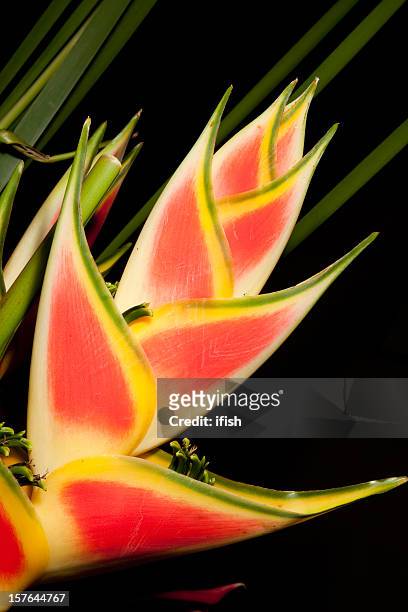 tropical flower heliconia stricta - heliconia stricta stock pictures, royalty-free photos & images