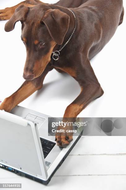 Red Doberman Photos and Premium High Res Pictures - Getty Images