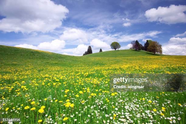 bavarian spring meadow - paardenbloem stockfoto's en -beelden