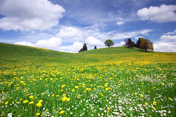 bavarian spring meadow - spring landscape stock pictures, royalty-free photos & images