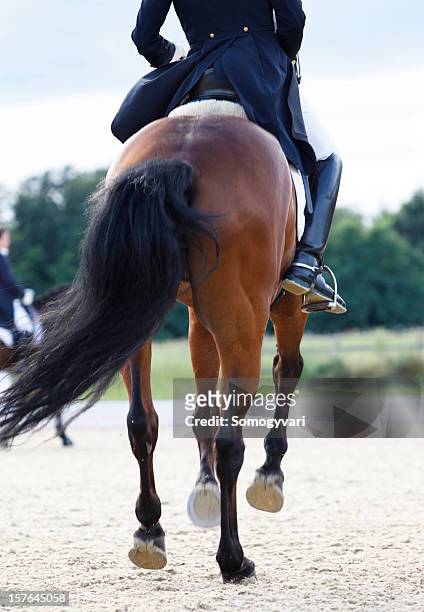 flying changes - dressage stock pictures, royalty-free photos & images