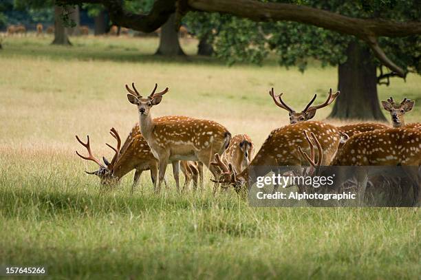 chital or axis deer under a tree canopy grazing - doe foot stock pictures, royalty-free photos & images