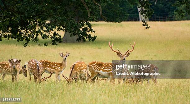 chital or axis deer herd - doe foot stock pictures, royalty-free photos & images