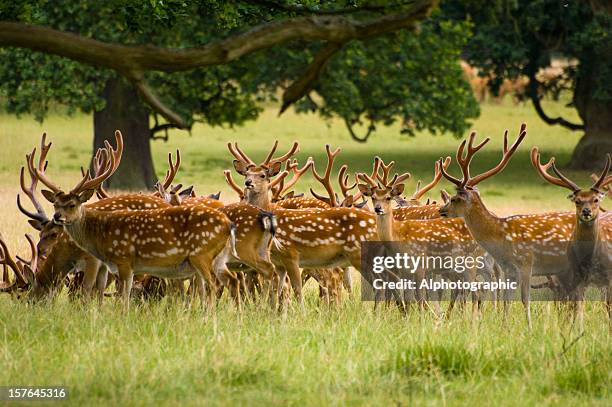 chital or axis deer herd under trees - doe foot stock pictures, royalty-free photos & images