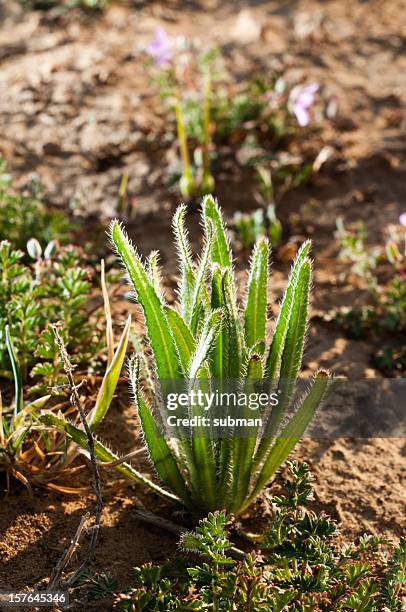 deserto de plantas suculentas - karoo - fotografias e filmes do acervo