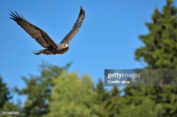 imperial eagle flying - aquila heliaca stock pictures, royalty-free photos & images